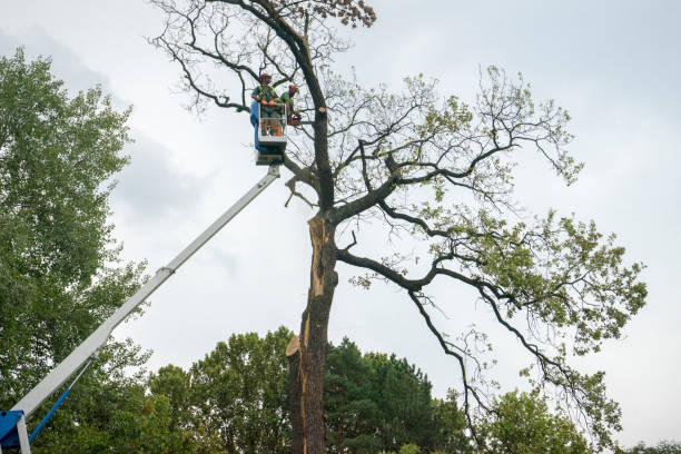 Tree Service Company in Adairsville, GA